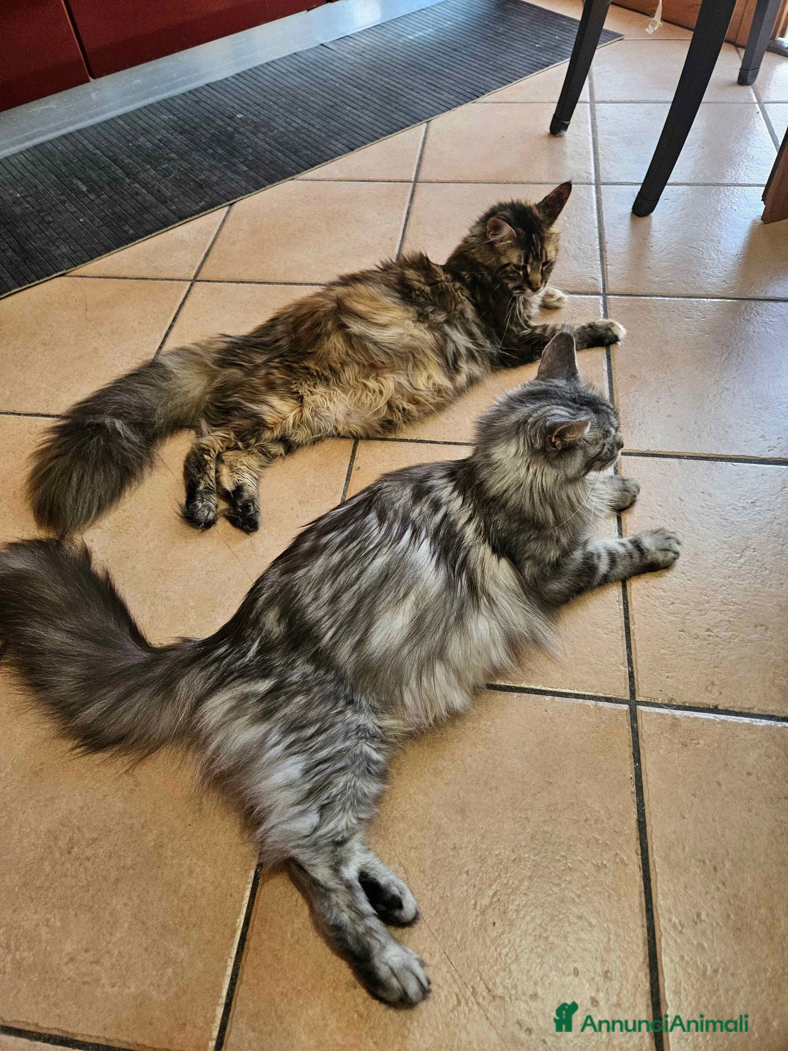 Maine Coon gatti Cuccioli maine coon - Annuncio 5