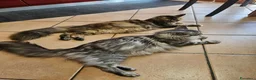 Maine Coon gatti in vendita: Cuccioli maine coon - Annuncio 1