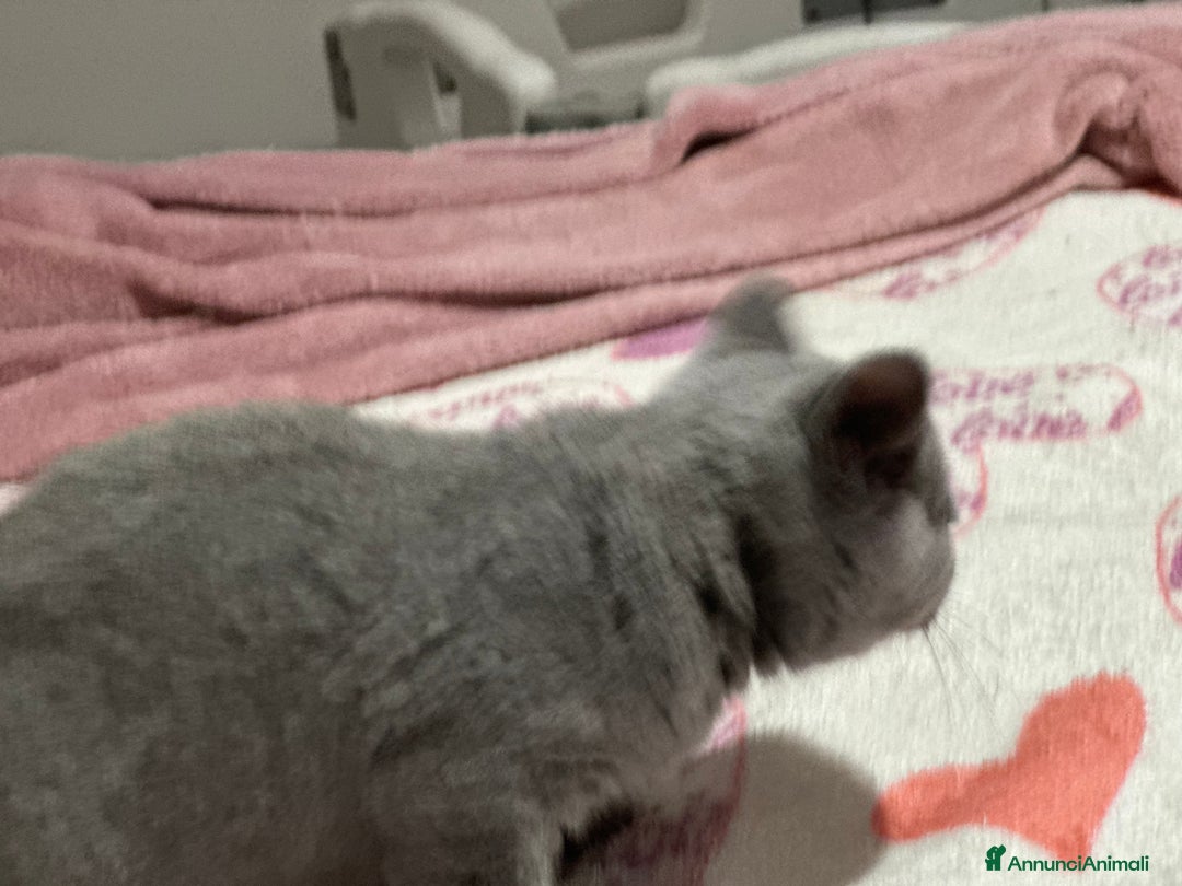 British gatti in vendita: Cuccioli di vero British Shorthair  a Città Metropolitana di Bologna - Annuncio 11