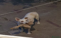 Meticcio cani in regalo: ALICE  a Città Metropolitana di Torino - Immagine 6