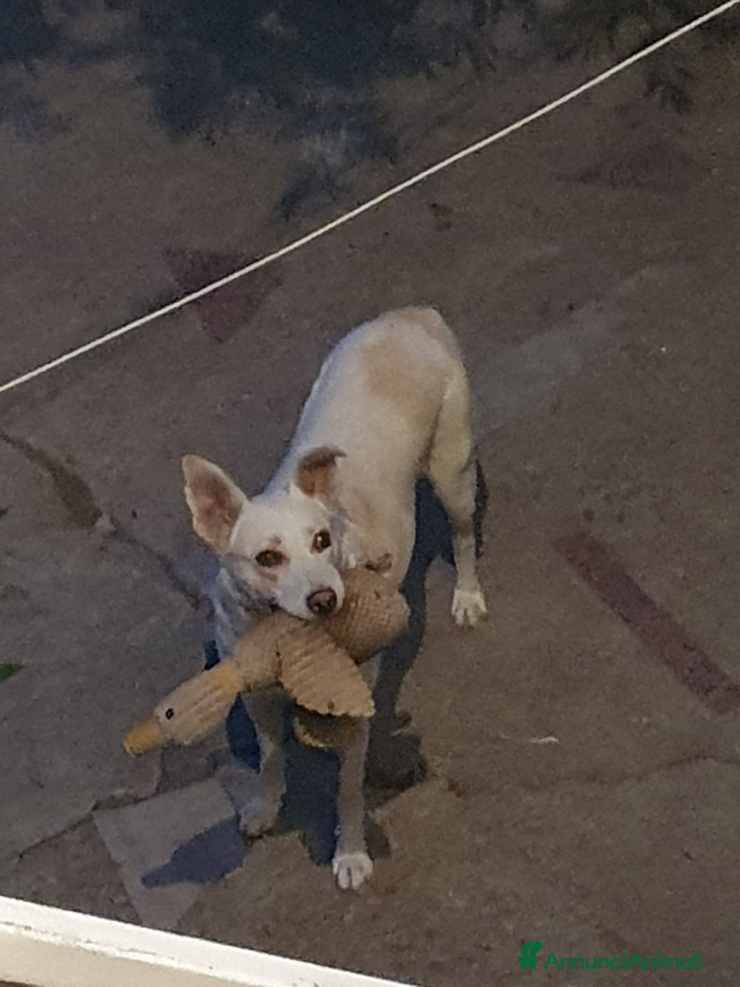 Meticcio cani in regalo: ALICE  a Città Metropolitana di Torino - Immagine 6