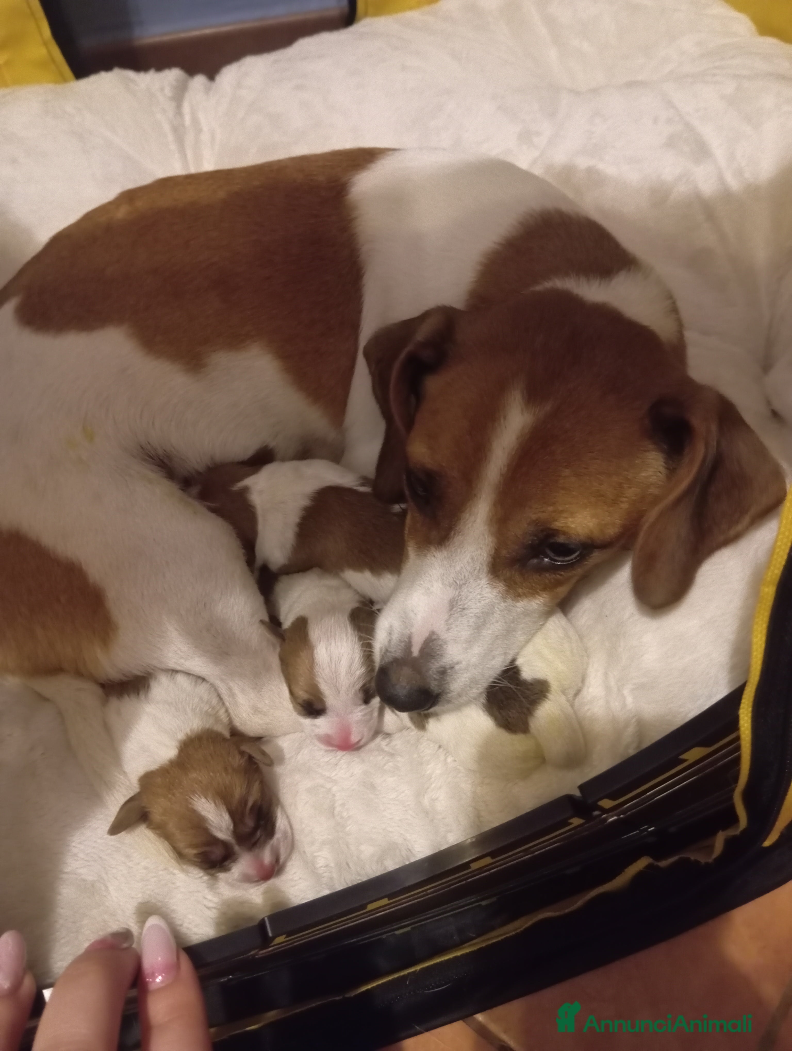 Jack Russell cani Cuccioli di Jack Russell  - Annuncio 3