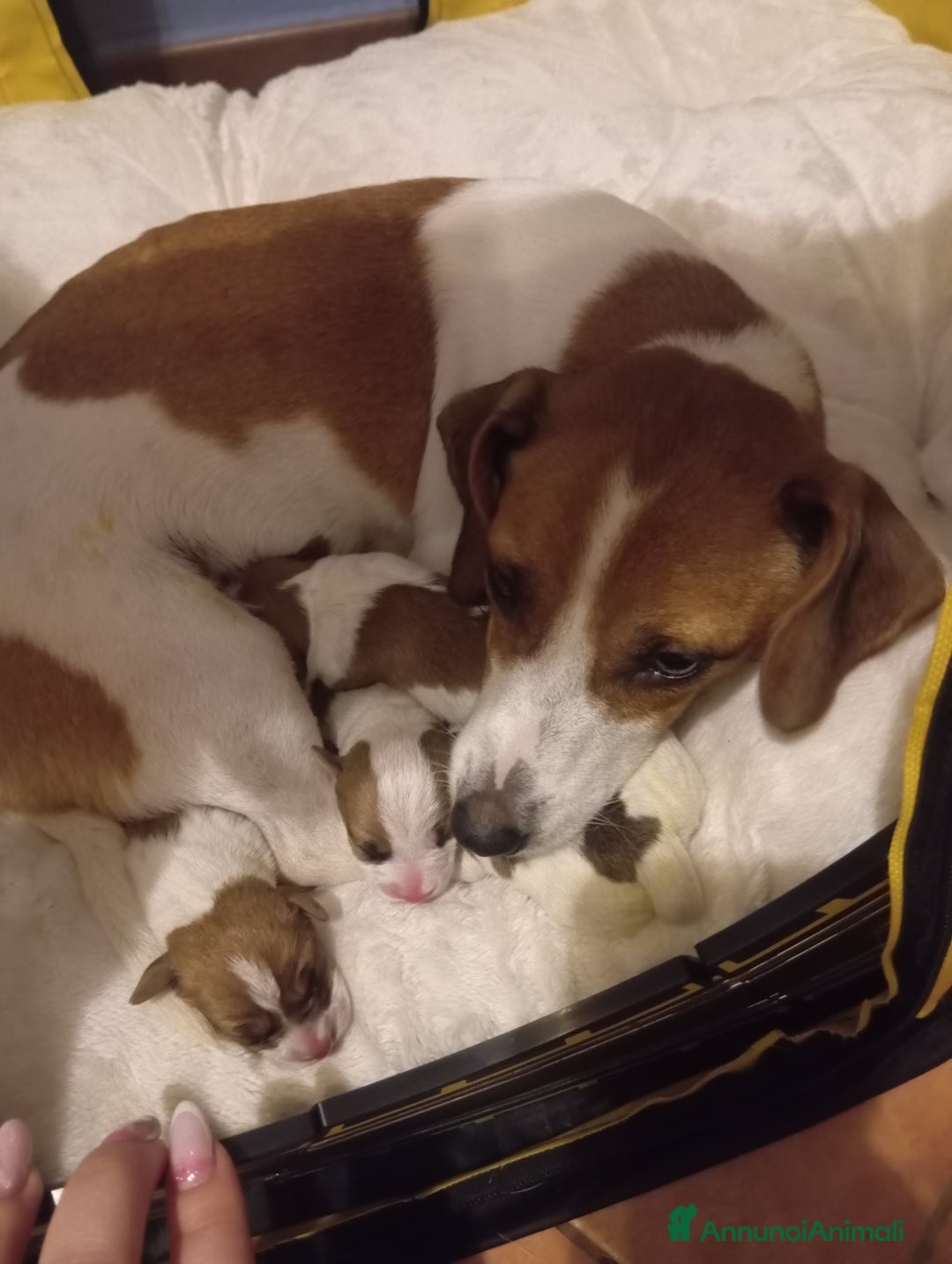 Jack Russell cani in vendita: Cuccioli di Jack Russell  - Annuncio 1