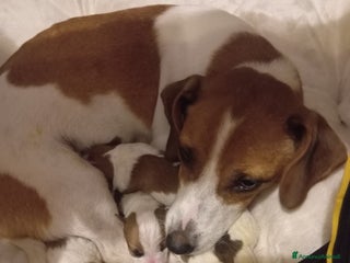 Jack Russell cani Cuccioli di Jack Russell - Annuncio 30