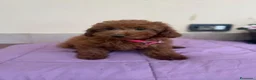 Barboncino Toy cani in vendita: barboncino Toy  - Annuncio 9