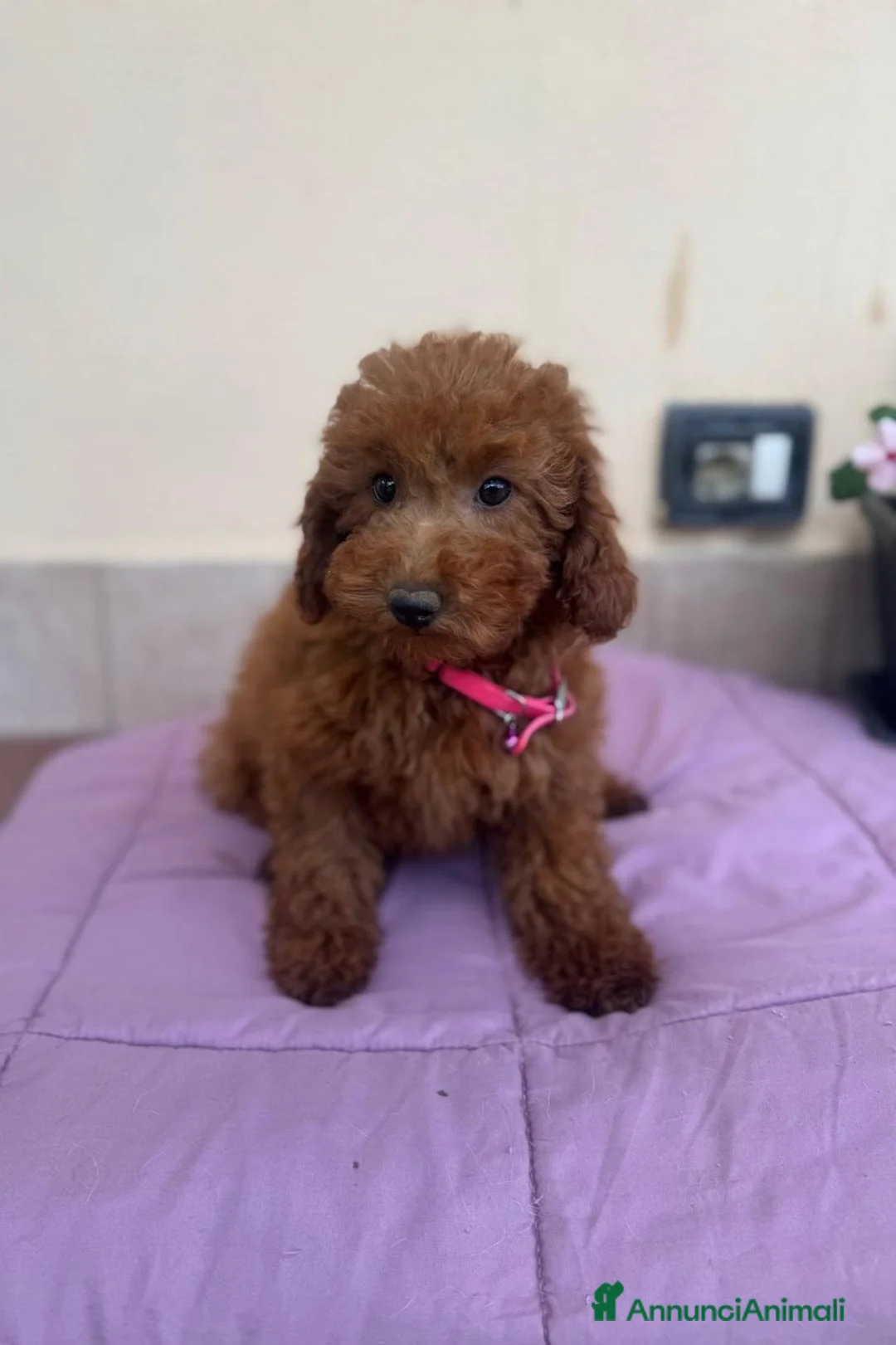 Barboncino Toy cani in vendita: barboncino Toy  - Annuncio 9
