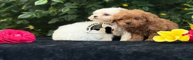 Maltese 2