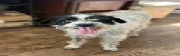 Meticcio cani in regalo: TARA, nanetta super coccolona! TG PICCOLA - Annuncio 2