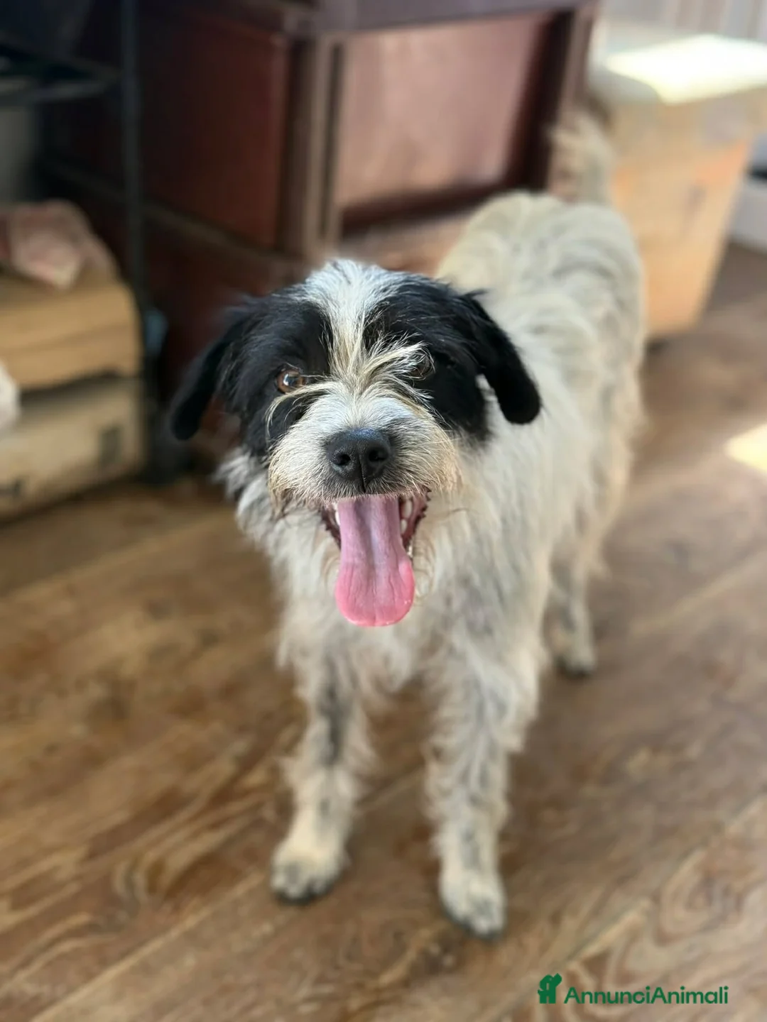 Meticcio cani in regalo: TARA, nanetta super coccolona! TG PICCOLA - Annuncio 2
