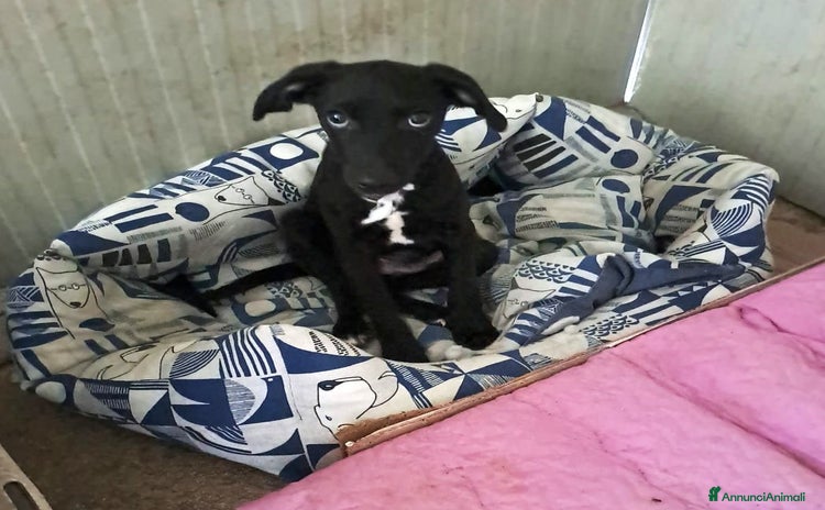 Meticcio cani a Città metropolitana di Roma Capitale - Annuncio 6