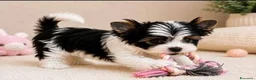 Yorkshire cani in vendita: Adorabili Yorkshire Terrier maschi - Annuncio 9
