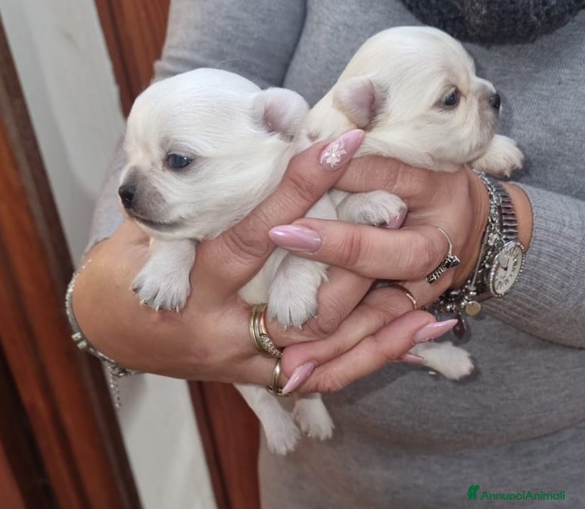 Chihuahua cani Chihuahua  - Annuncio 1