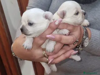 Chihuahua cani Chihuahua - Annuncio 1