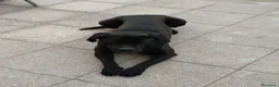 Cane Corso cani in regalo: Pago cane corso 5 anni cerca casa - in adozione - Annuncio 2