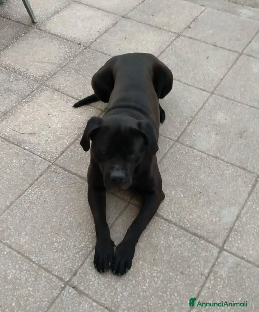 Cane Corso cani in regalo: Pago cane corso 5 anni cerca casa - in adozione - Annuncio 2