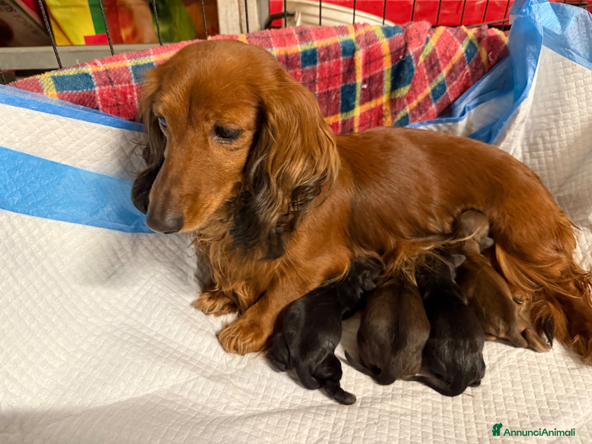 Bassotto cani Cucciolo di bassotto tedesco pelo lungo Kaninchen - Annuncio 2