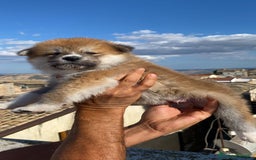 Akita Inu cani in vendita: Splendidi cuccioli di akita inu in prontaconsegna  a Provincia di Matera - Immagine 2