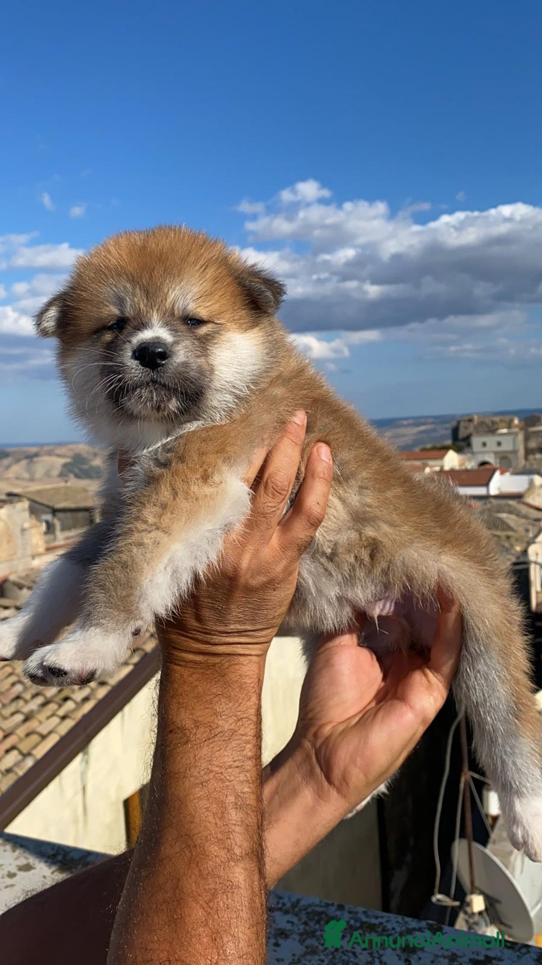 Akita Inu cani in vendita: Splendidi cuccioli di akita inu in prontaconsegna  a Provincia di Matera - Immagine 2