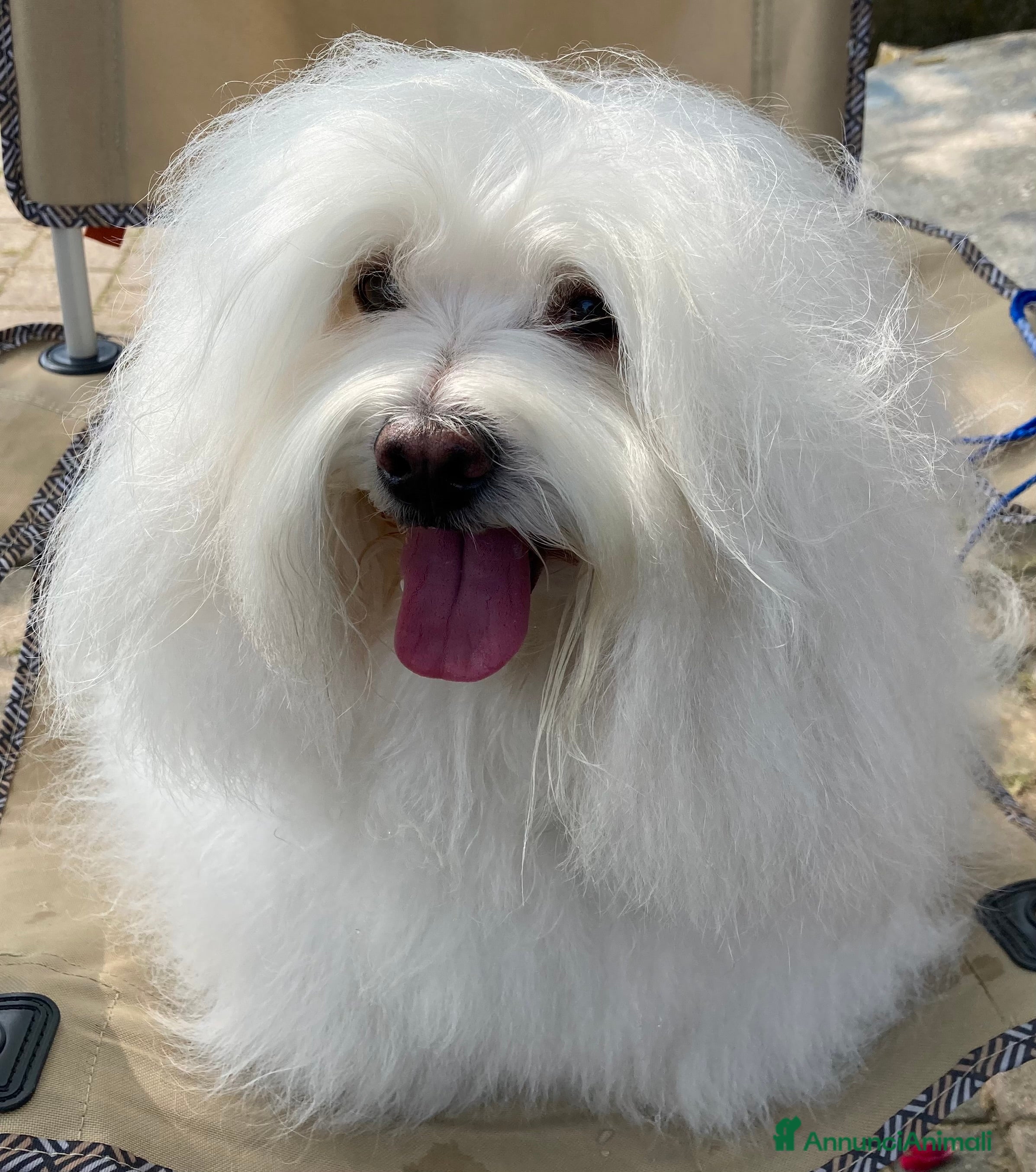 Coton de Tulear cani Coton de Tulear maschio disponibile accoppiamento  - Annuncio 1
