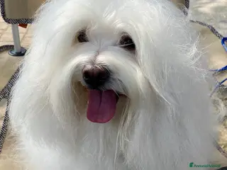 Coton de Tulear cani Coton de Tulear maschio disponibile accoppiamento - Annuncio 9