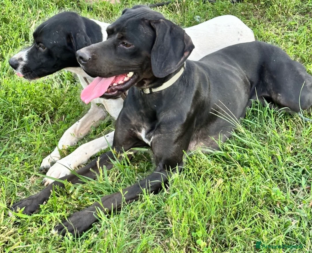 Pointer cani in regalo: Regalo pointer femmina a Provincia di Alessandria - Annuncio 2