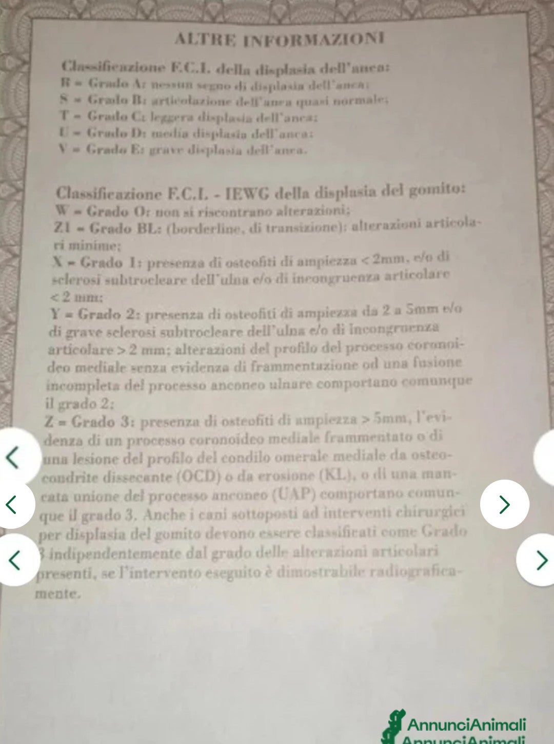 Pastore Tedesco cani in vendita: splendidi cuccioli pastore tedesco  - Annuncio 12