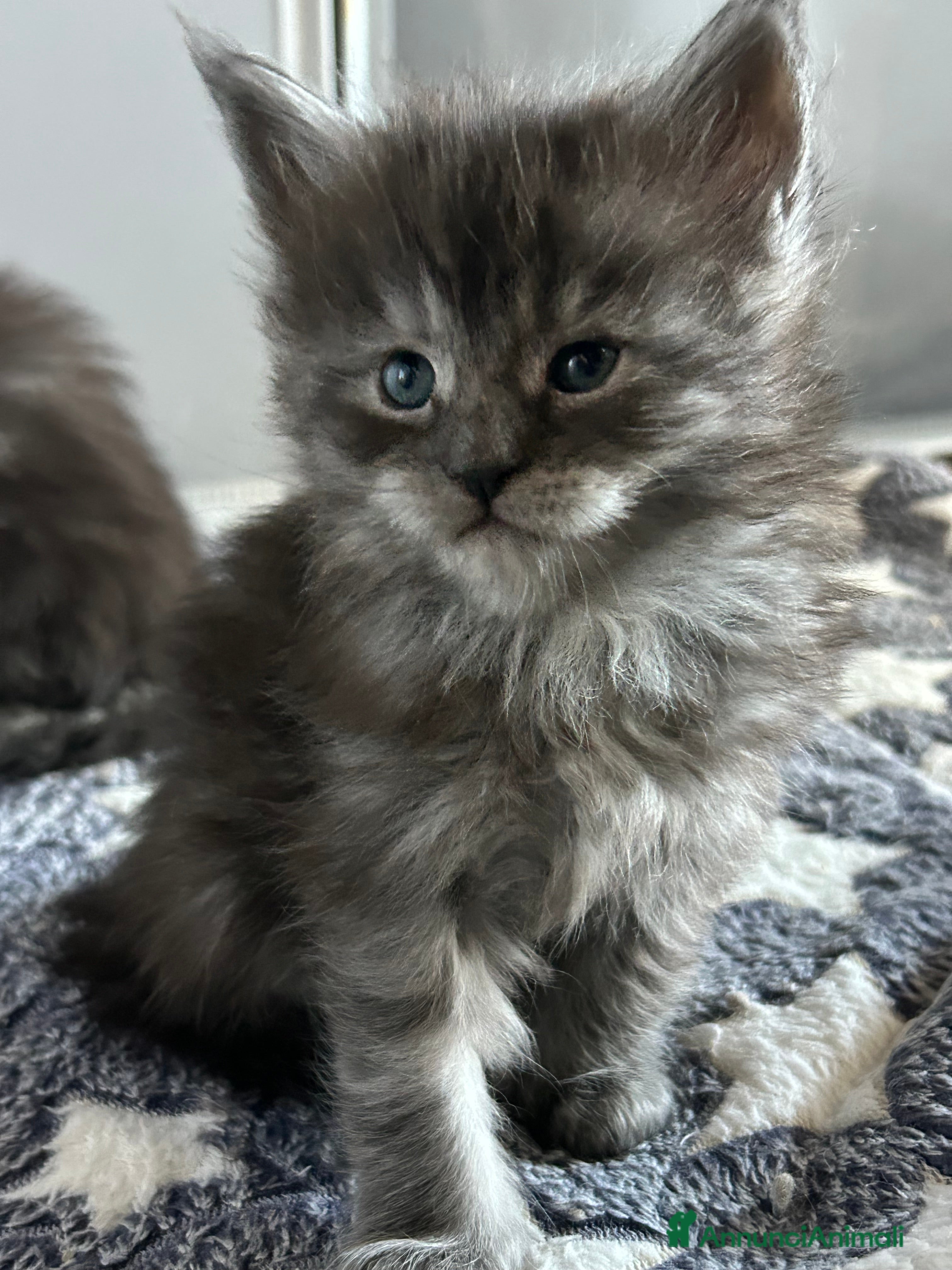 Maine Coon gatti Maine Coon  - Annuncio 13