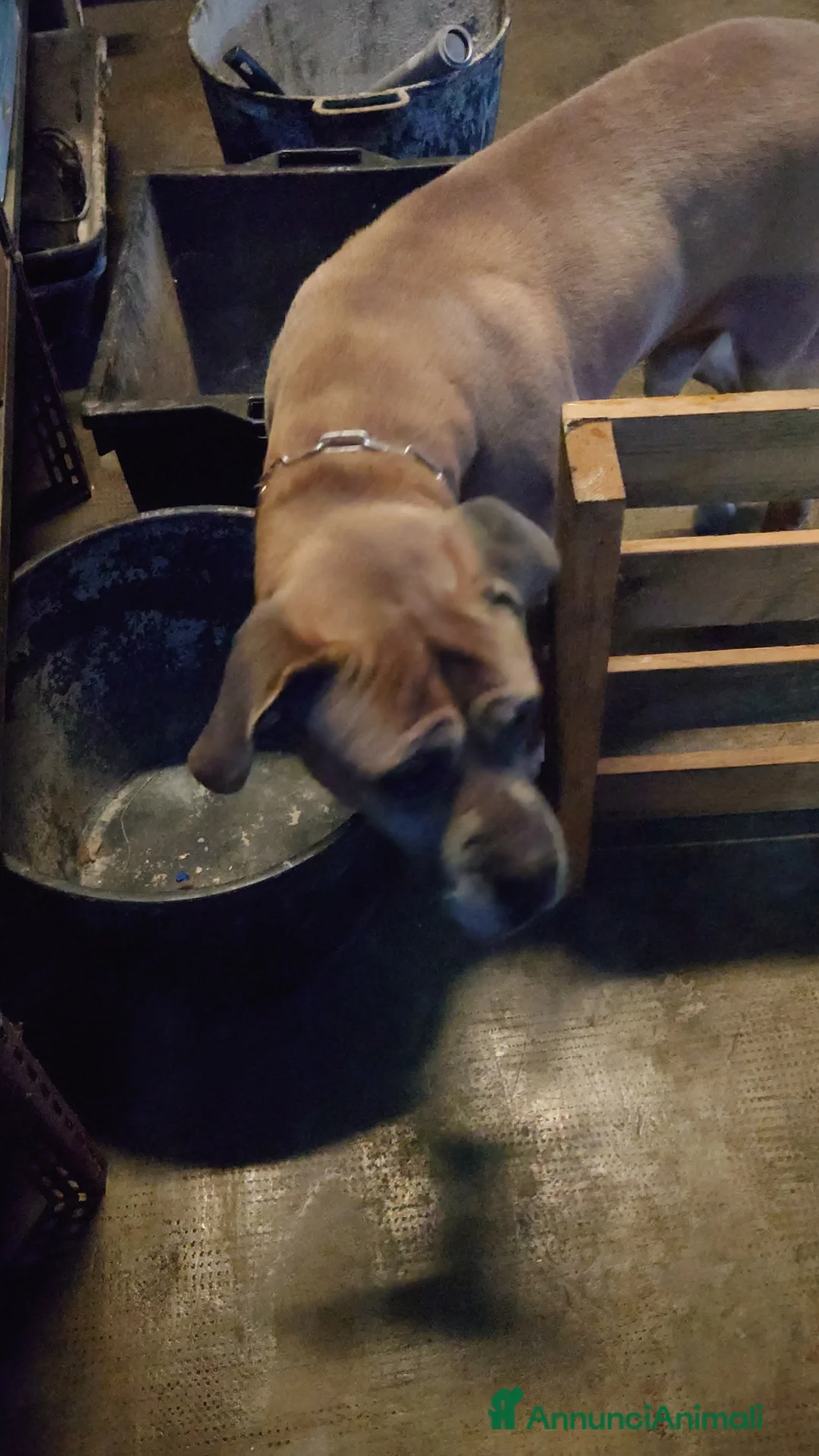 Cane Corso cani in regalo: Cane corso - Annuncio 1