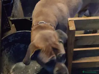 Cane Corso cani Cane corso - Annuncio 1