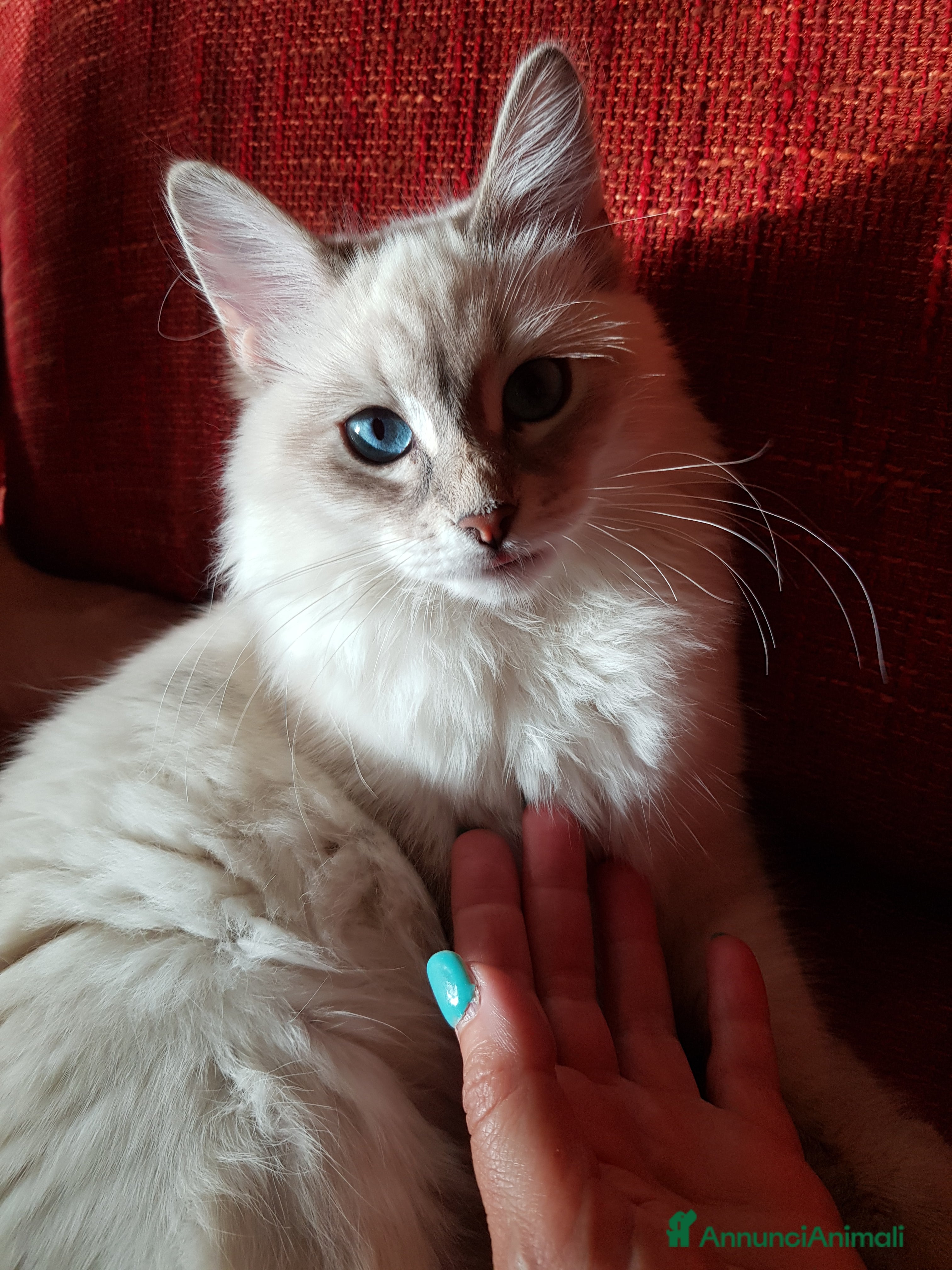 Siberiano gatti Cuccioli siberiani neva  - Annuncio 8