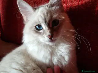 Siberiano gatti Cuccioli siberiani neva - Annuncio 8