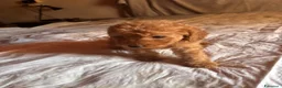 Barboncino Toy cani in vendita: Cuccioli di Barboncino toy - Annuncio 14