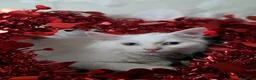 Angora turco gatti in vendita: Angora turco - Annuncio 7
