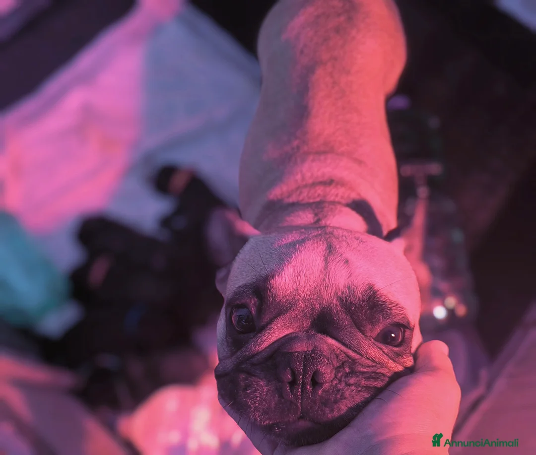 Bulldog Francese cani in vendita: Bulldog francese cuccioli enci a Provincia di Salerno - Annuncio 5