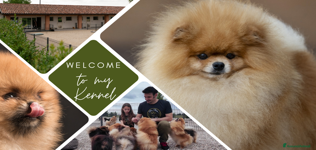 Immagine della galleria {{count}}