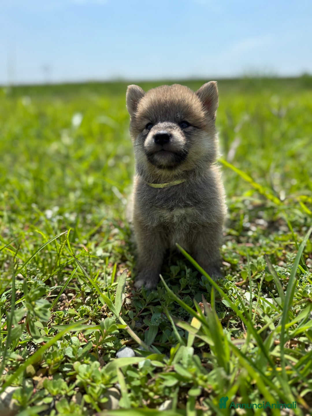 Shiba Inu cani in vendita: Cuccioli di Shiba Inu con pedigree Enci  - Immagine 2