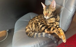 Bengala gatti in vendita: Cuccioli Bengala  a Provincia di Cuneo - Immagine 5