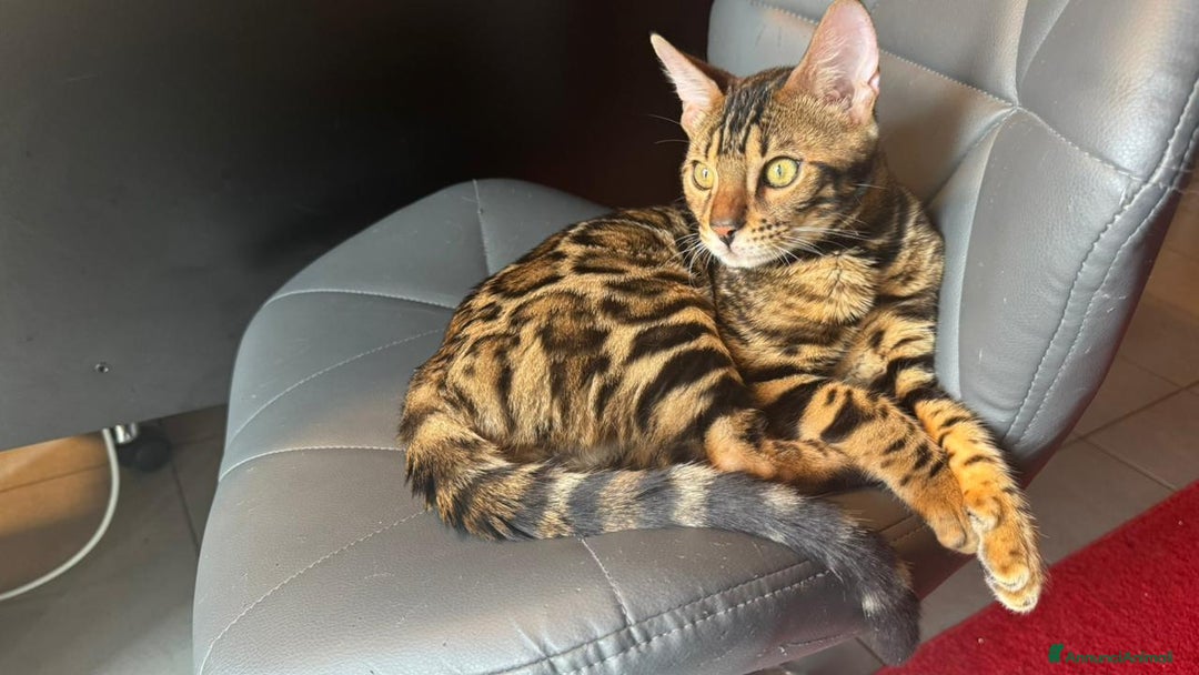 Bengala gatti in vendita: Cuccioli Bengala  a Provincia di Cuneo - Immagine 5