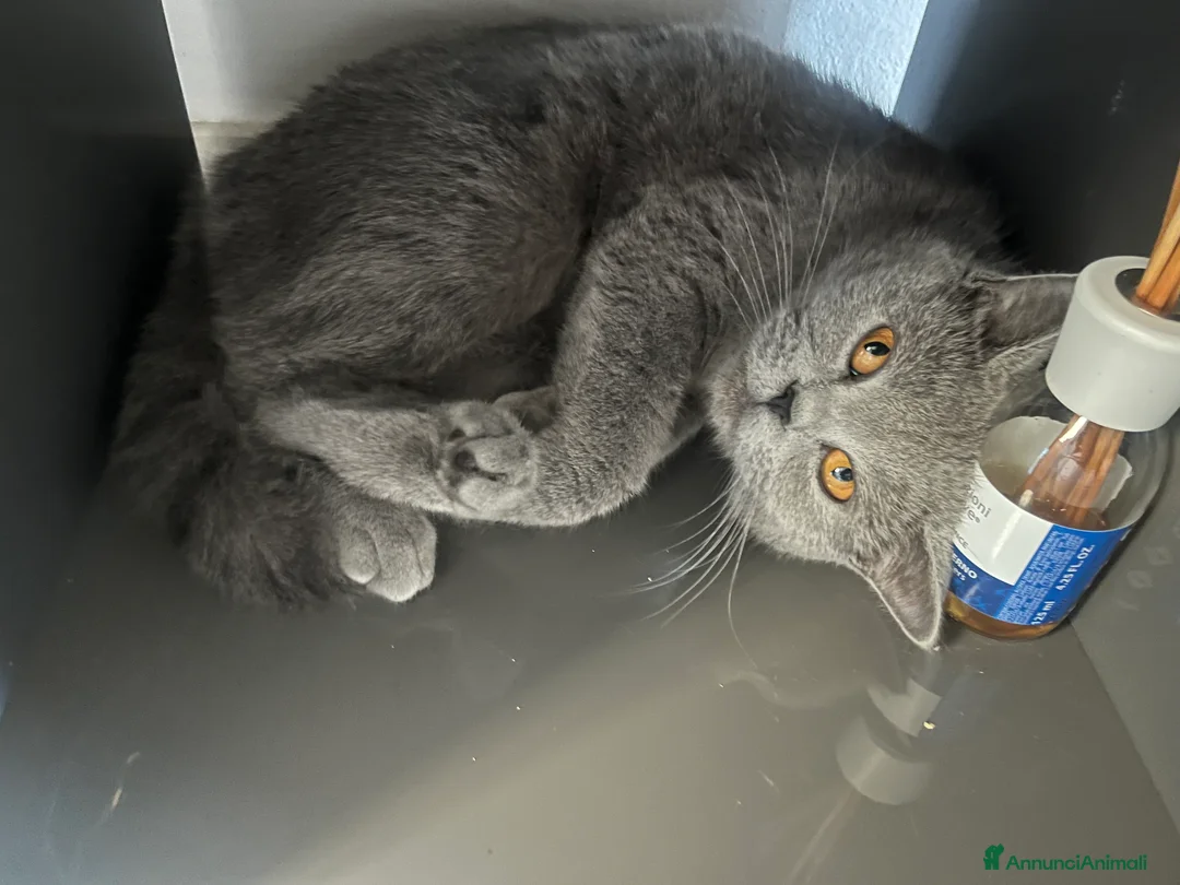 British gatti per accoppiamento: Isa cerca fidanzato British per accoppiamento - Annuncio 3