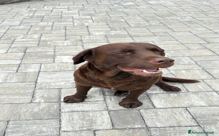 Labrador cani a Provincia di Sondrio - Annuncio 1