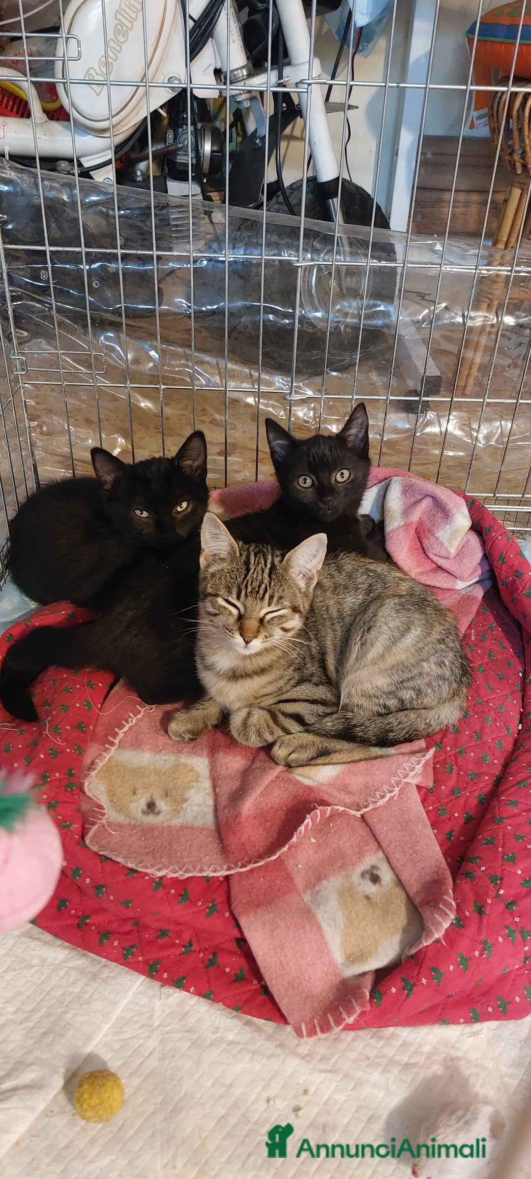 Europeo gatti in regalo: Trilli, Peter e Pan 💞💞💞 - Annuncio 2