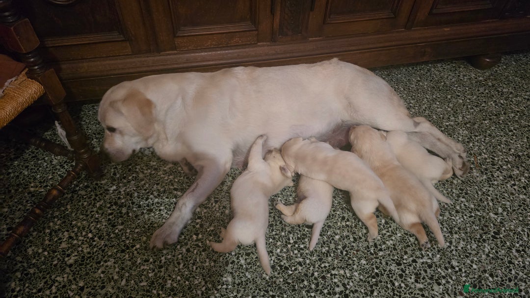 Labrador cani in vendita: Cuccioli Labrador  a Provincia di Perugia - Immagine 12