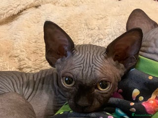 Sphynx gatti Sphynx subito disponibili - Annuncio 1