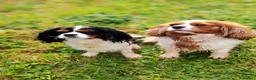 Cavalier King cani in vendita: Cavalier King - Annuncio 6
