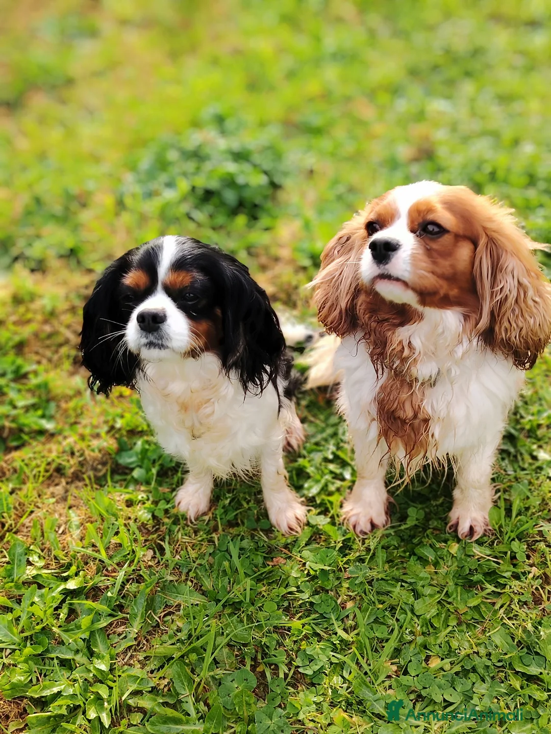 Cavalier King cani in vendita: Cavalier King - Annuncio 6