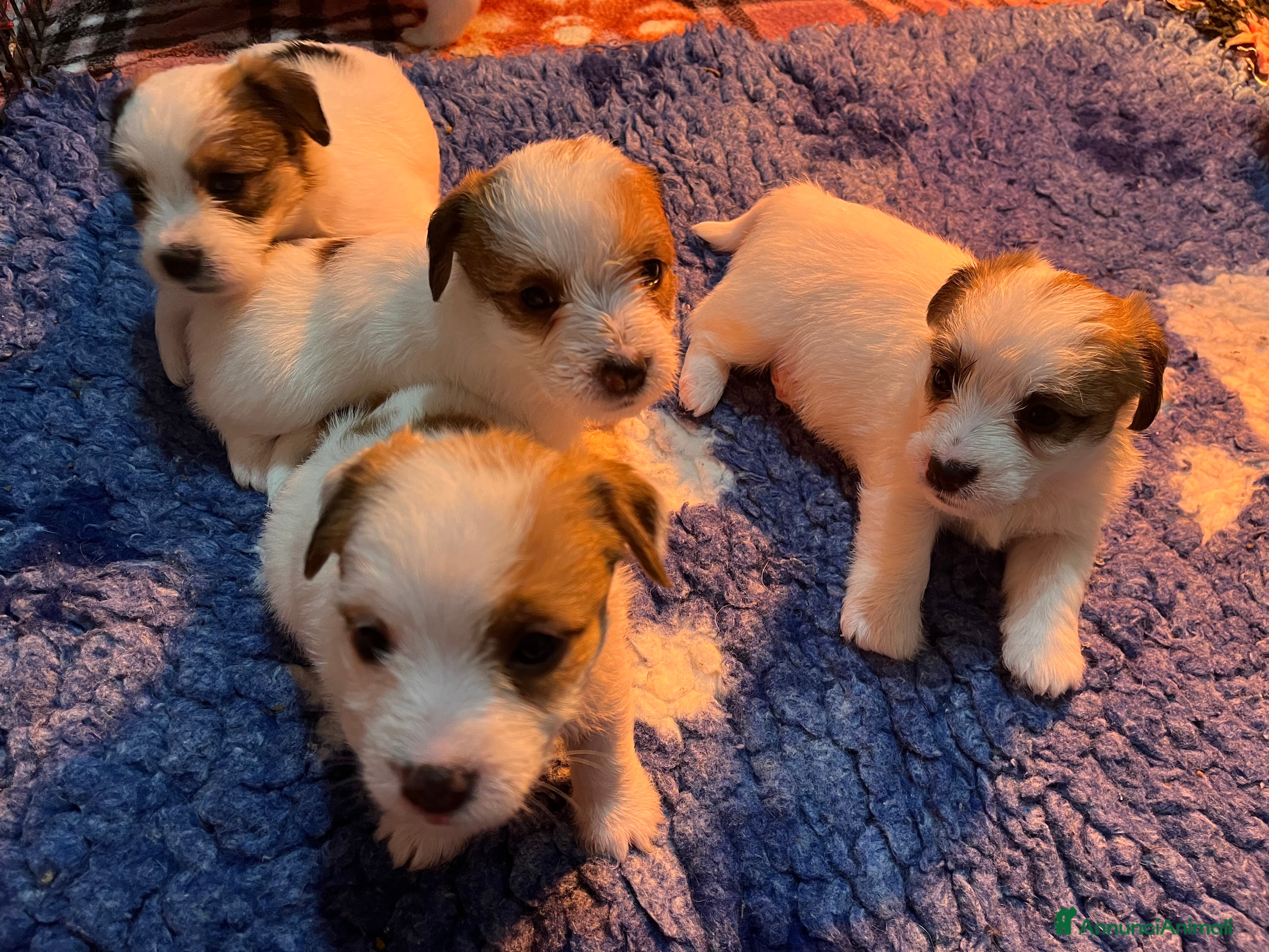 Jack Russell cani Jack Russell maschio ruvido  - Annuncio 1