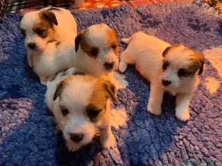 Jack Russell cani Jack Russell maschio ruvido - Annuncio 12