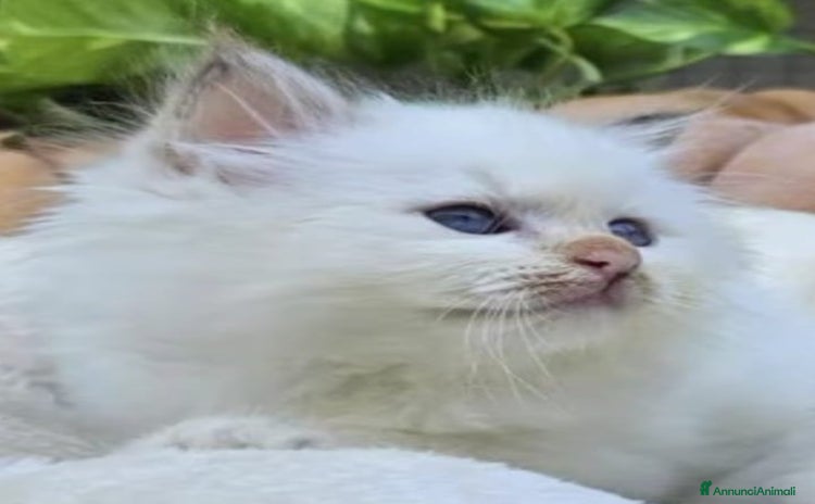 Sacro di Birmania gatti - Annuncio 2