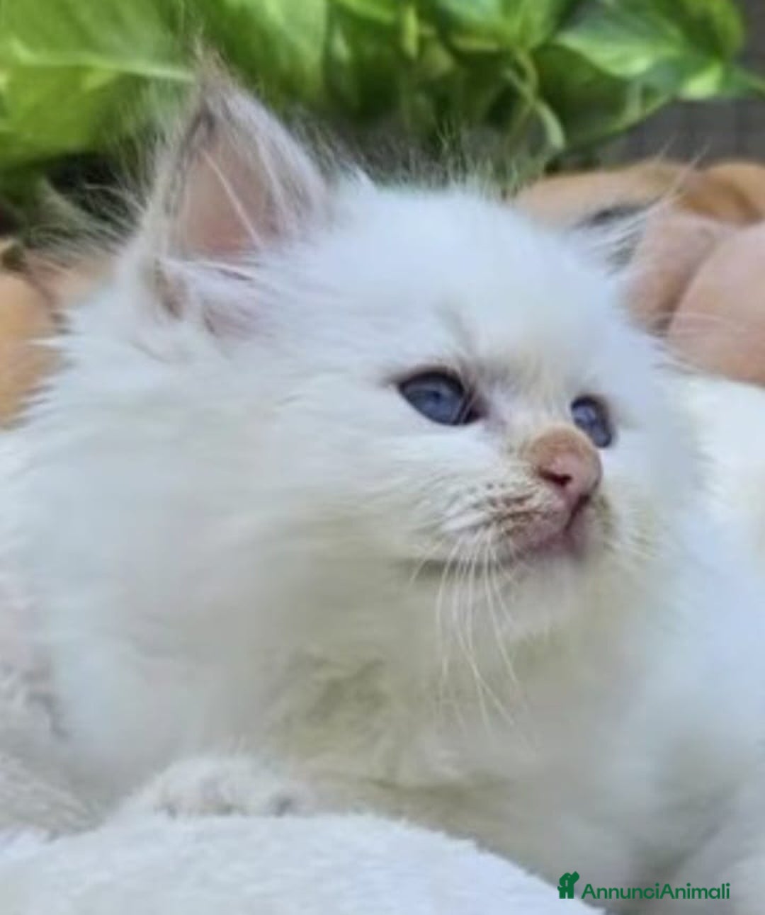 Sacro di Birmania gatti in vendita: Cuccioli Sacro di Birmania bellissimi  - Annuncio 1