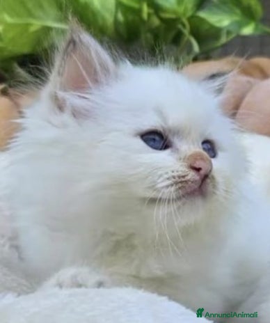 Sacro di Birmania gatti - Annuncio 2